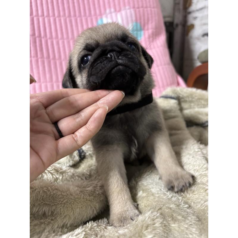 販売中の愛知県のパグ-436000の5枚目