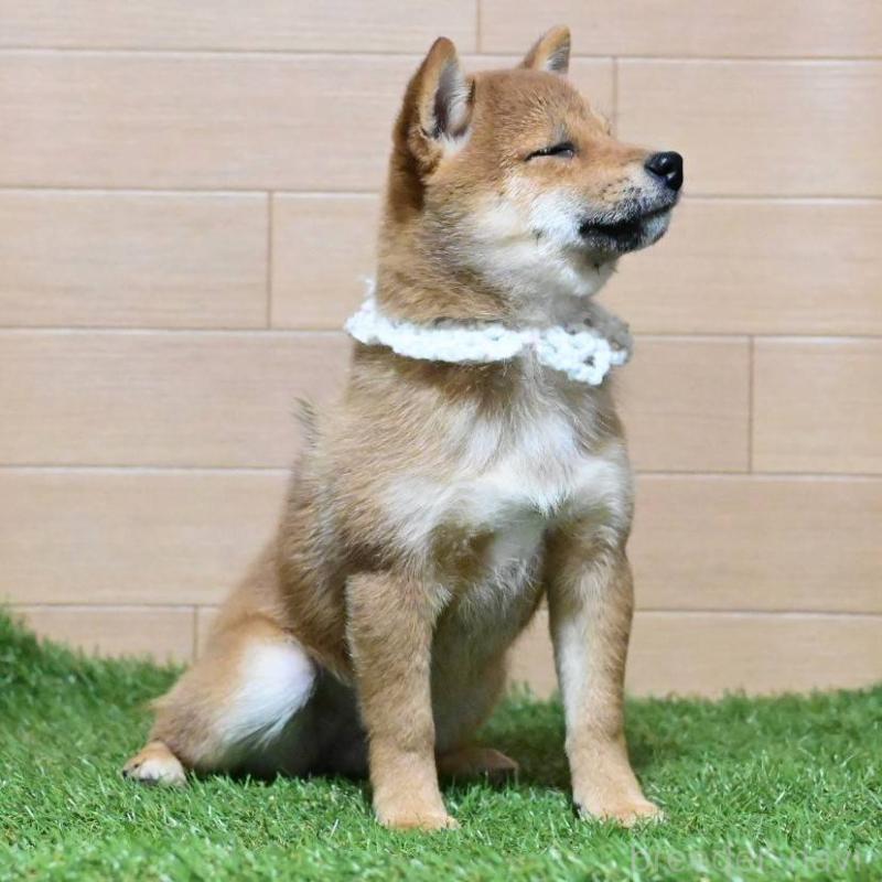 販売中の岡山県の豆柴-428011の7枚目