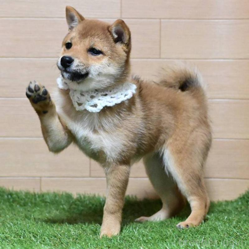 販売中の岡山県の豆柴-428011の5枚目