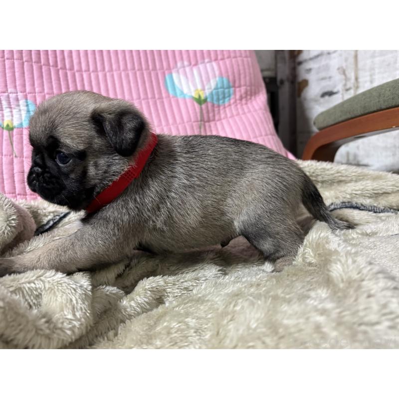 販売中の愛知県のパグ-436002の5枚目