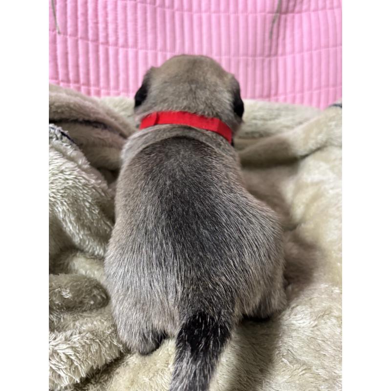 販売中の愛知県のパグ-436002の4枚目