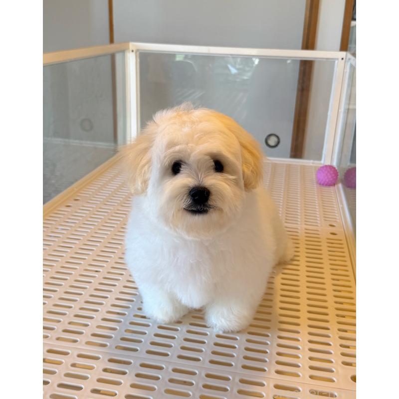 販売中の埼玉県のミックス犬-432620の2枚目