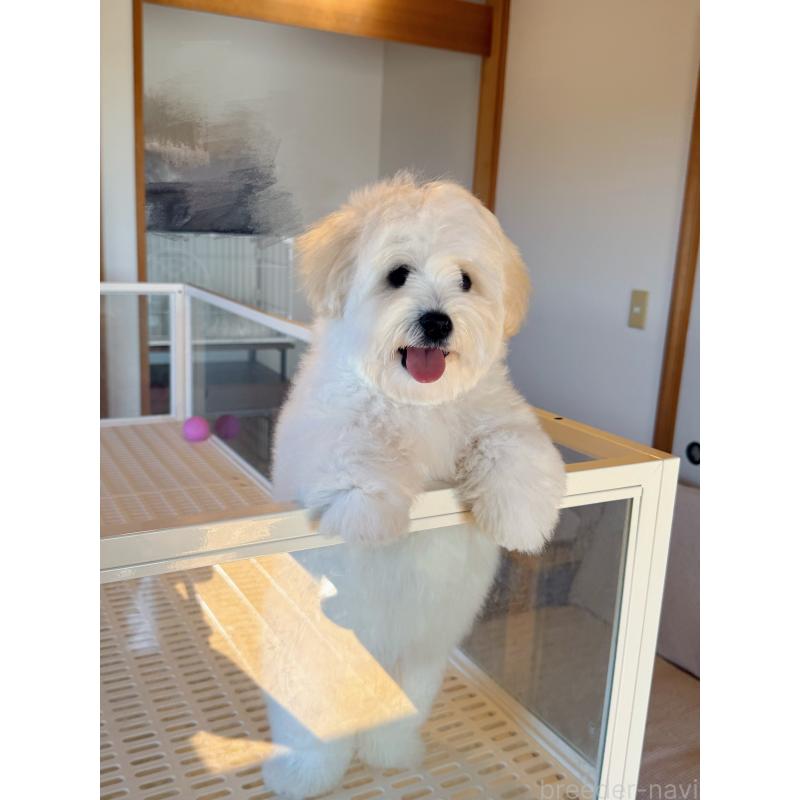 販売中の埼玉県のミックス犬-432620