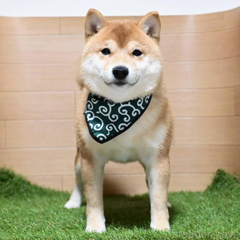 販売中の岡山県の豆柴-411326