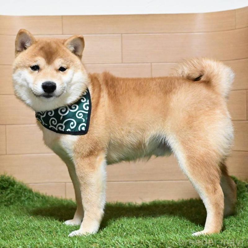 販売中の岡山県の豆柴-411326の4枚目