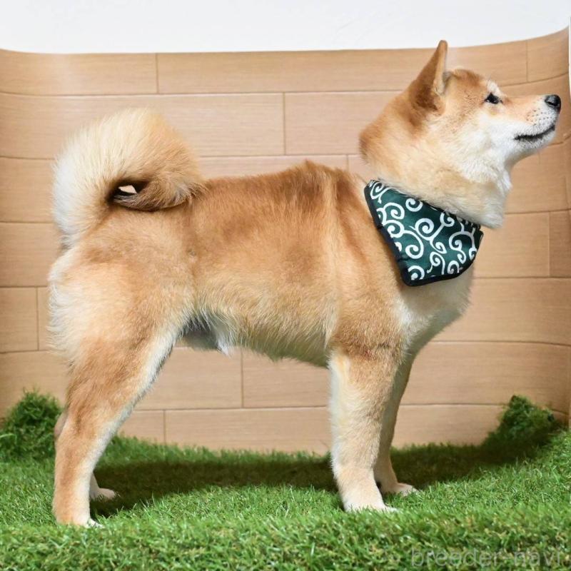 販売中の岡山県の豆柴-411326の3枚目