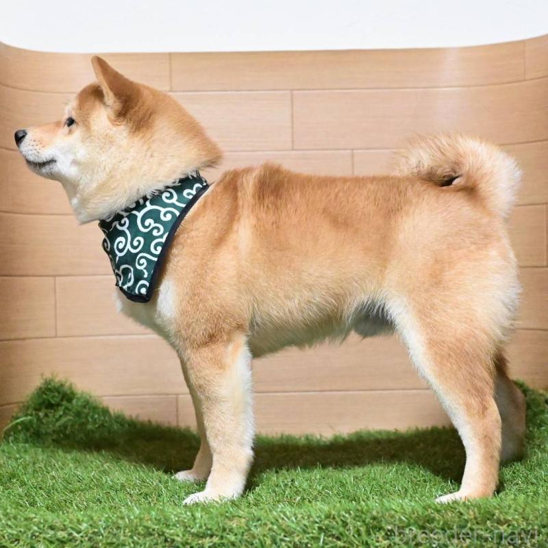 販売中の岡山県の豆柴-411326の2枚目