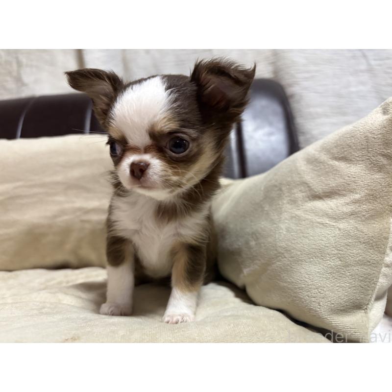 販売中の福岡県のチワワ(ロングコート)-436005