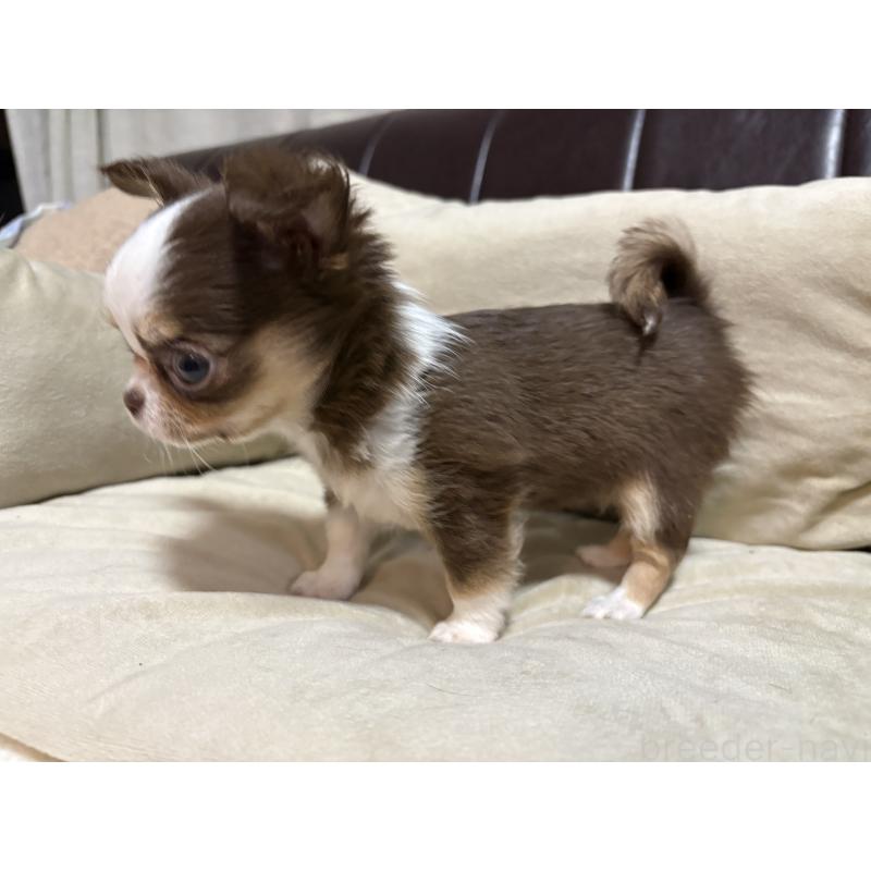 販売中の福岡県のチワワ(ロングコート)-436005の7枚目