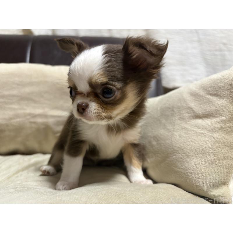 販売中の福岡県のチワワ(ロングコート)-436005の5枚目