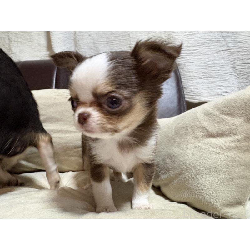 販売中の福岡県のチワワ(ロングコート)-436005の4枚目