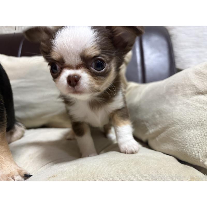 販売中の福岡県のチワワ(ロングコート)-436005の3枚目