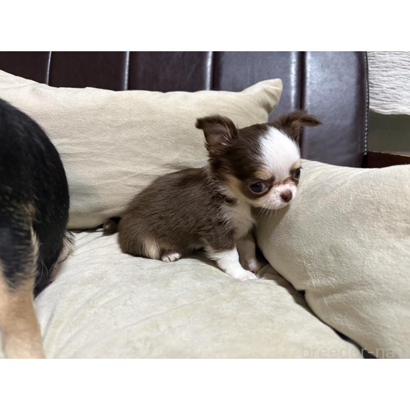 販売中の福岡県のチワワ(ロングコート)-436005の2枚目