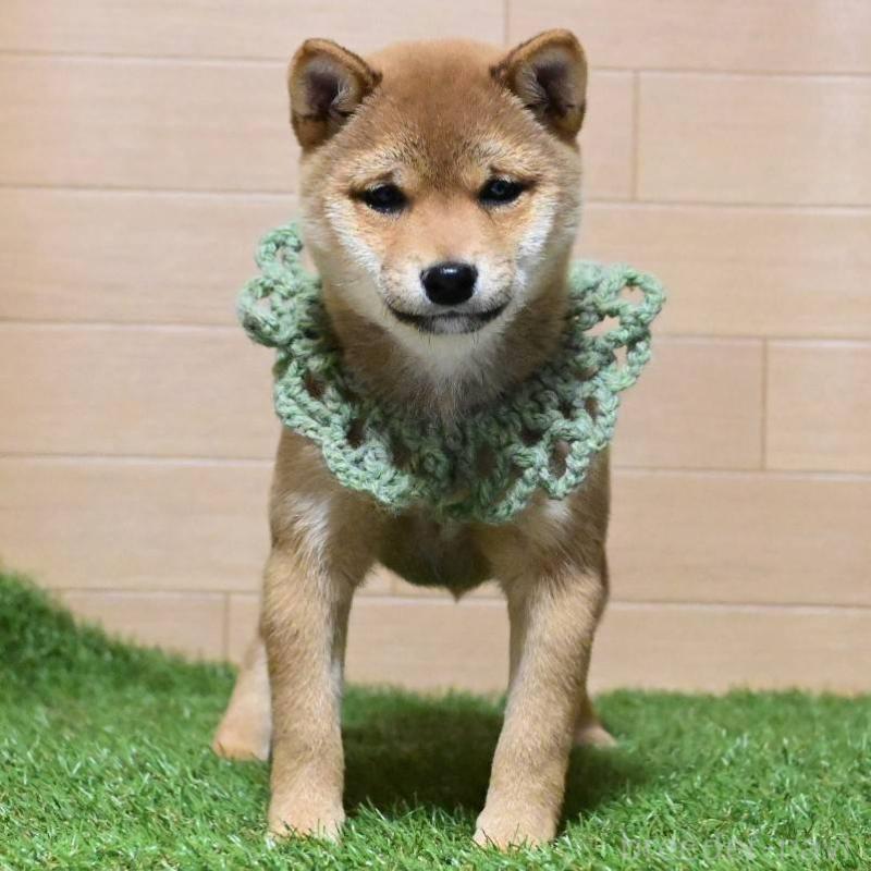 販売中の岡山県の豆柴-425318