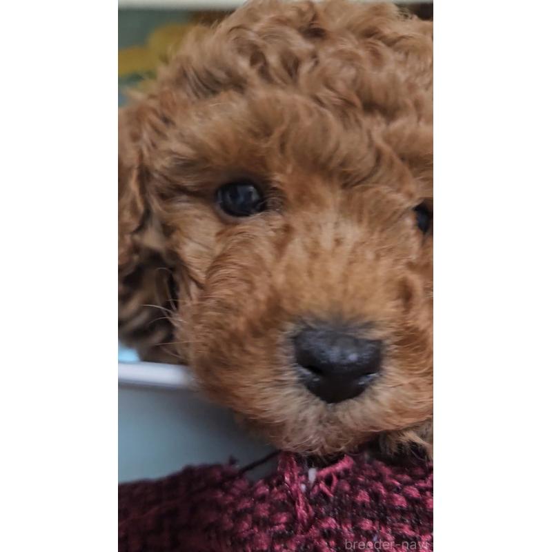 販売中の熊本県のタイニープードル-436010の3枚目