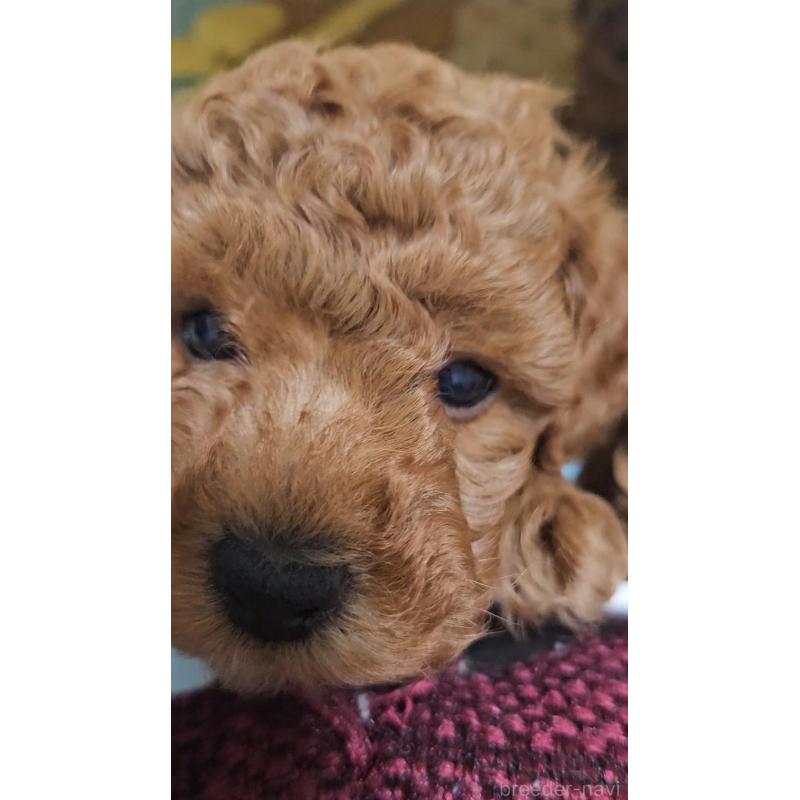 販売中の熊本県のタイニープードル-436010の2枚目