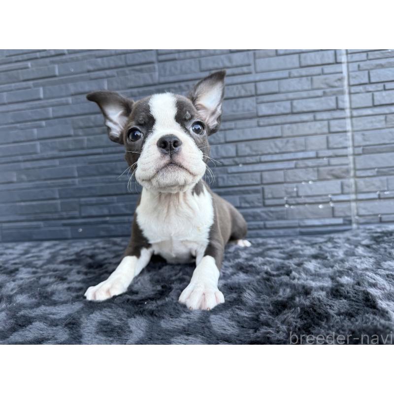 販売中の静岡県のボストンテリア-434951