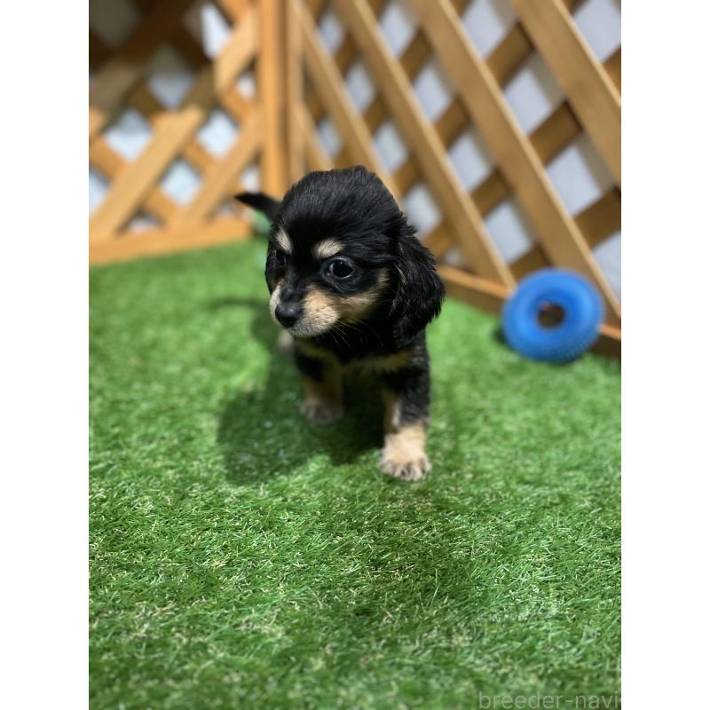 販売中の沖縄県のチワックス:チワワ×ミニチュアダックスフンド-436011の6枚目