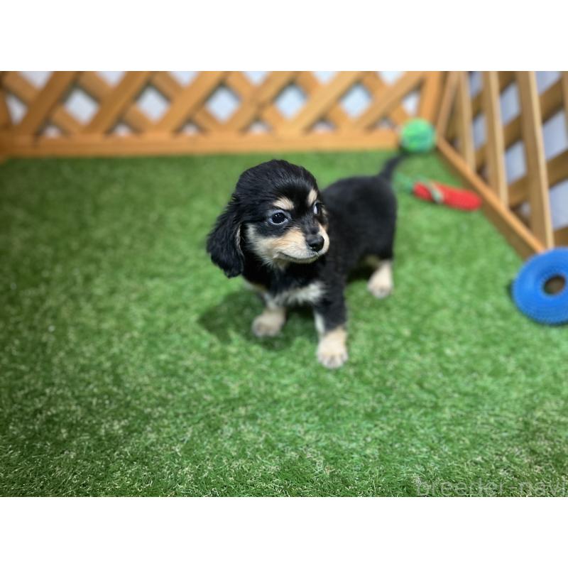 販売中の沖縄県のチワックス:チワワ×ミニチュアダックスフンド-436011の5枚目