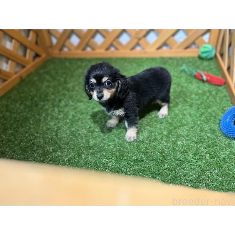 販売中の沖縄県のチワックス:チワワ×ミニチュアダックスフンド-436011の3枚目