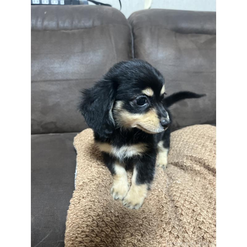 販売中の沖縄県のチワックス:チワワ×ミニチュアダックスフンド-436011の2枚目