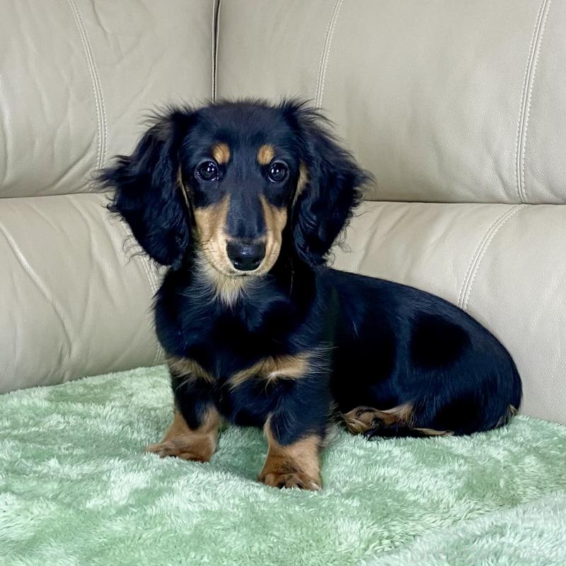 販売中の茨城県のミニチュアダックスフンド(ロングヘアード)-426964の16枚目