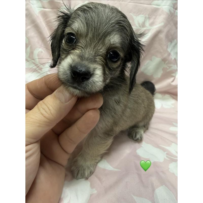 販売中の愛知県のチワックス:チワワ×ミニチュアダックスフンド-430979の9枚目