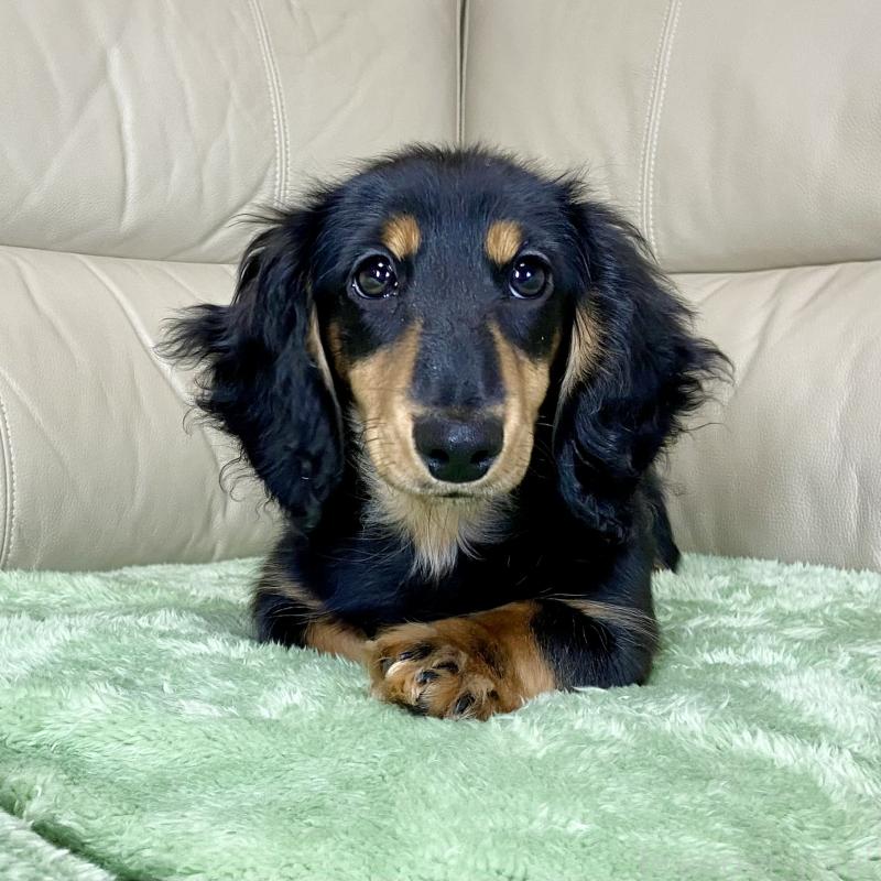 販売中の茨城県のミニチュアダックスフンド(ロングヘアード)-426964の15枚目