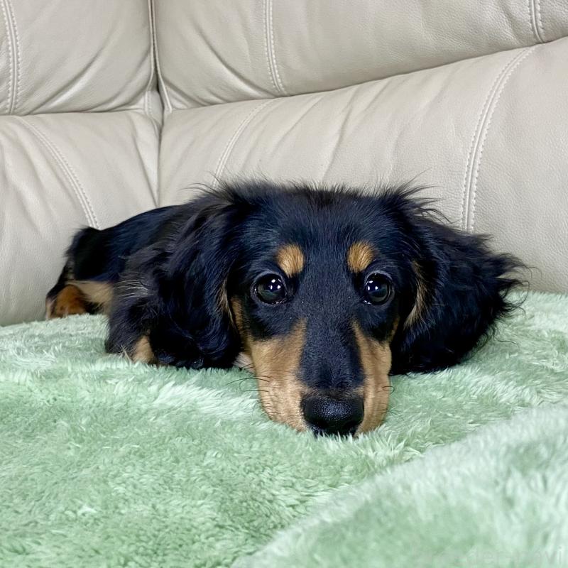 販売中の茨城県のミニチュアダックスフンド(ロングヘアード)-426964の14枚目