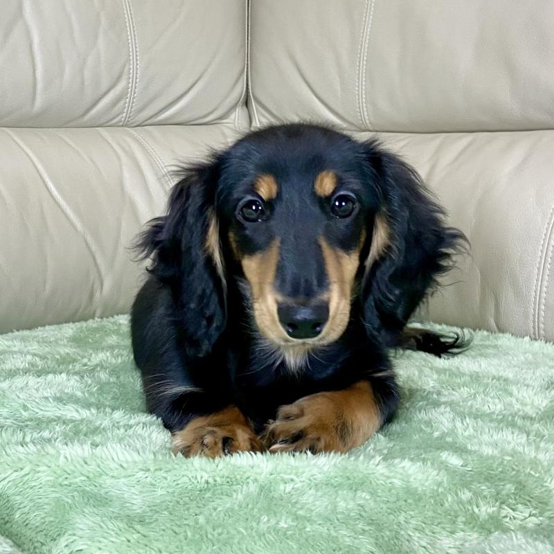 販売中の茨城県のミニチュアダックスフンド(ロングヘアード)-426964の13枚目