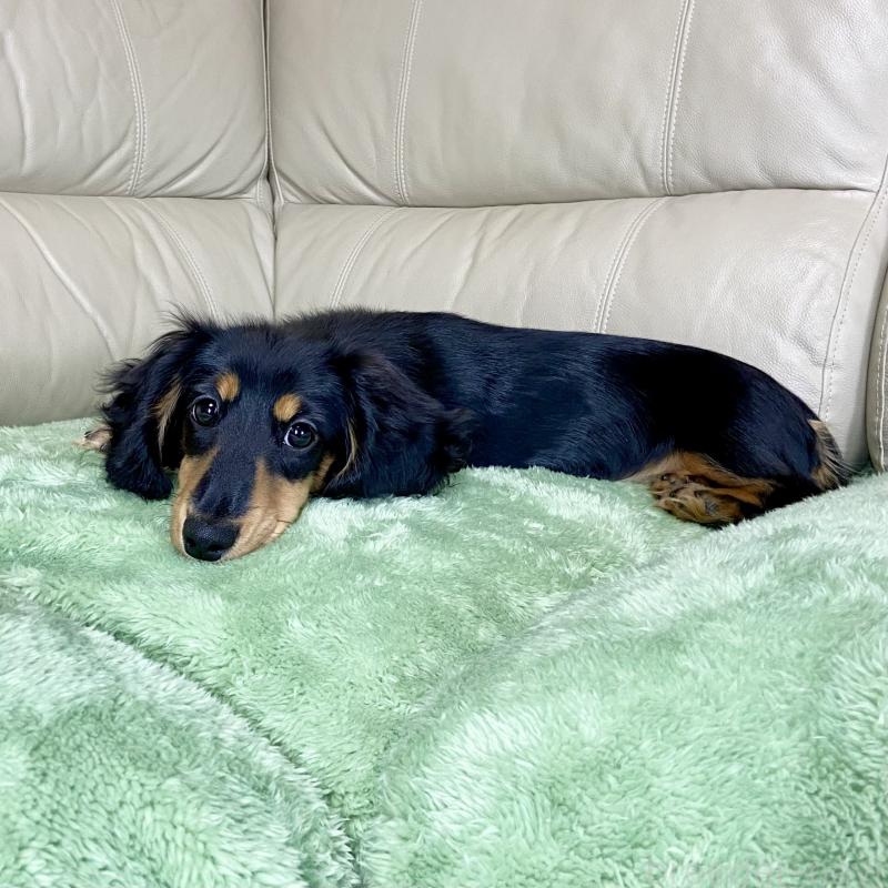 販売中の茨城県のミニチュアダックスフンド(ロングヘアード)-426964の12枚目