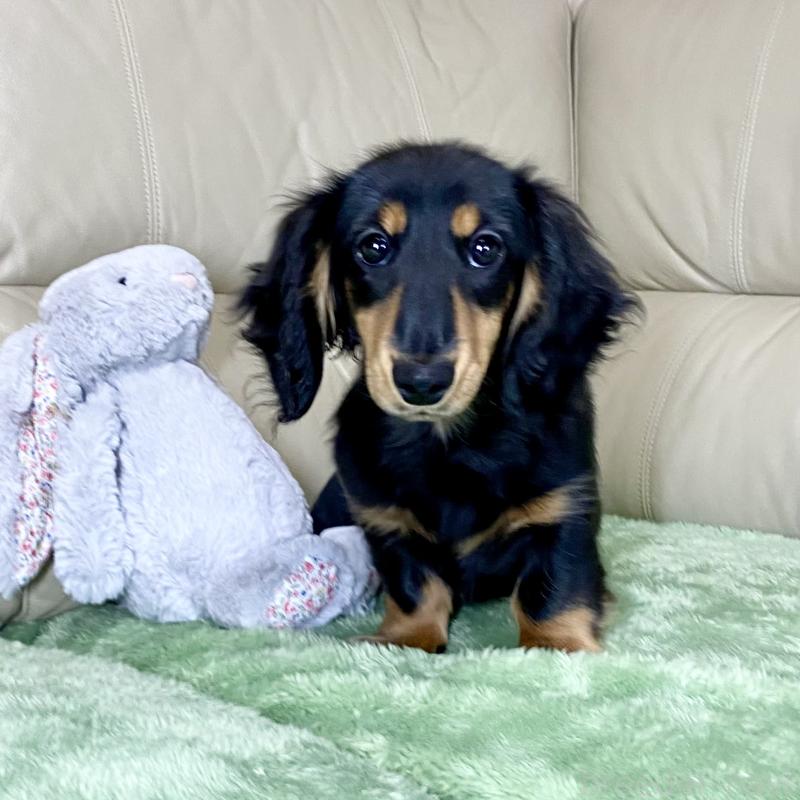 販売中の茨城県のミニチュアダックスフンド(ロングヘアード)-426964