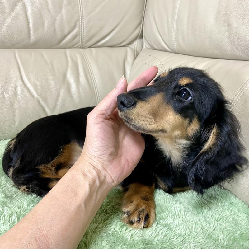 販売中の茨城県のミニチュアダックスフンド(ロングヘアード)-426964の10枚目