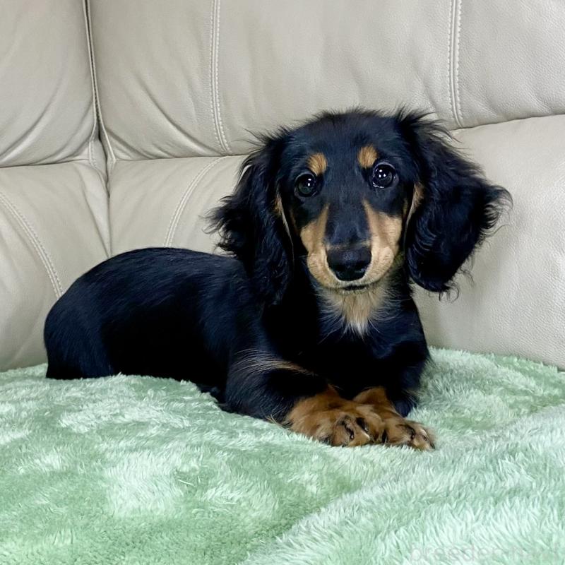 販売中の茨城県のミニチュアダックスフンド(ロングヘアード)-426964の9枚目