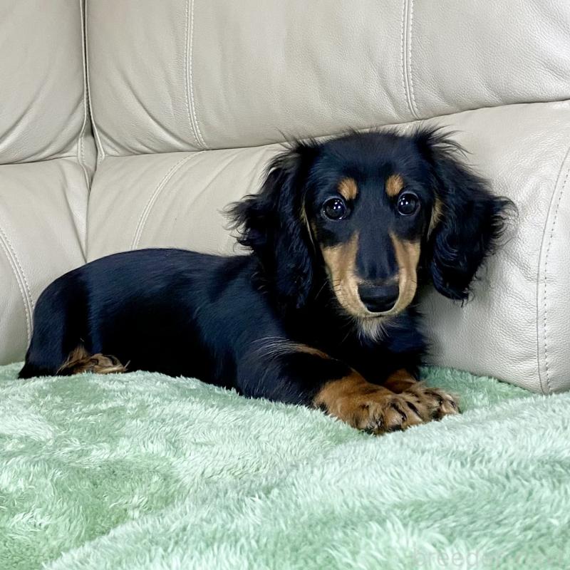 販売中の茨城県のミニチュアダックスフンド(ロングヘアード)-426964の8枚目