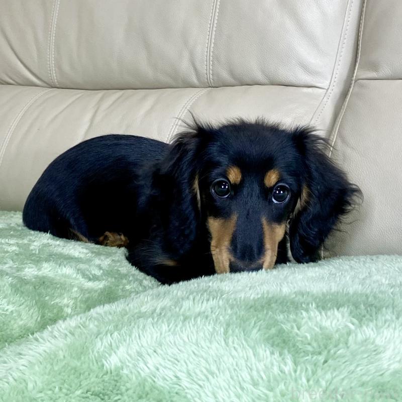 販売中の茨城県のミニチュアダックスフンド(ロングヘアード)-426964の7枚目