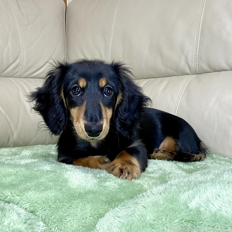 販売中の茨城県のミニチュアダックスフンド(ロングヘアード)-426964の6枚目