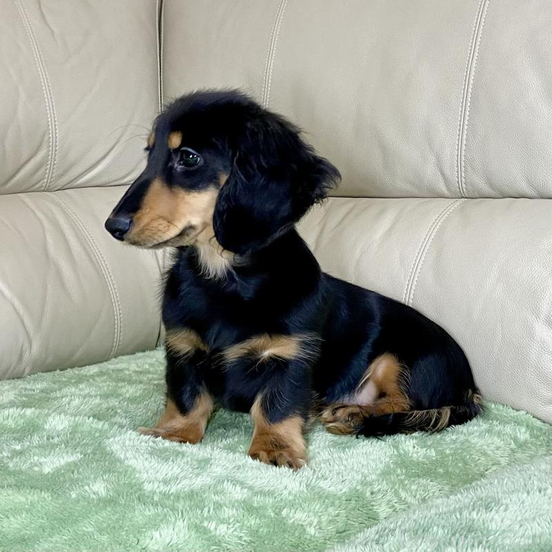 販売中の茨城県のミニチュアダックスフンド(ロングヘアード)-426964の4枚目