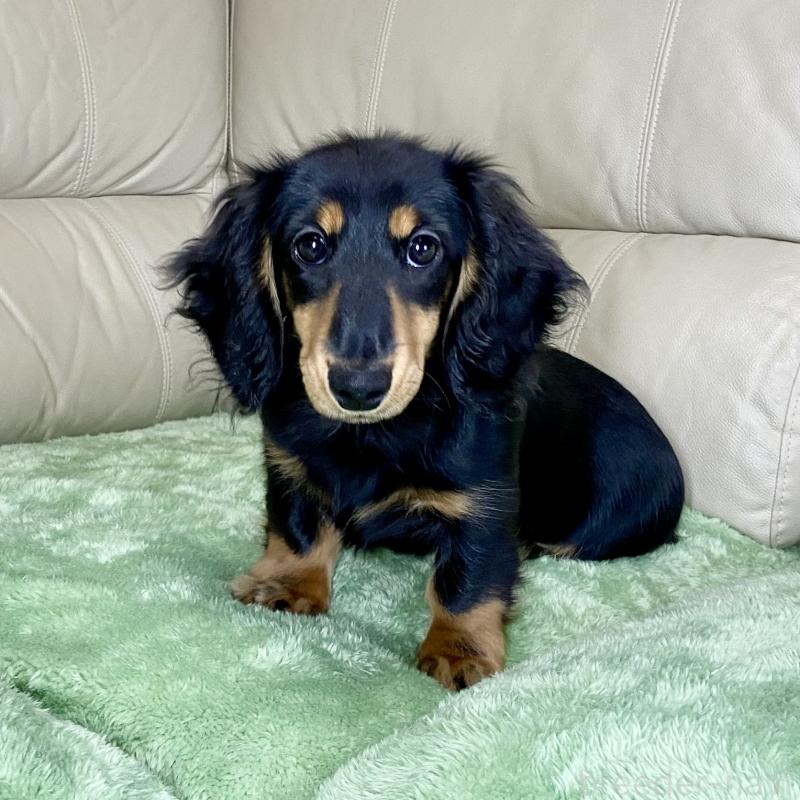 販売中の茨城県のミニチュアダックスフンド(ロングヘアード)-426964の3枚目