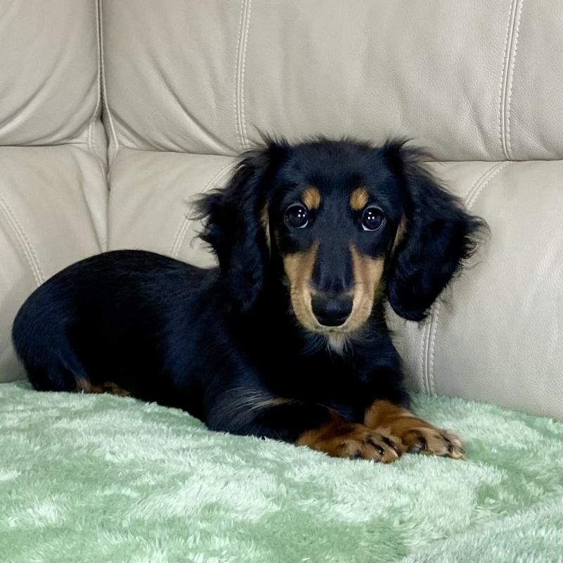 販売中の茨城県のミニチュアダックスフンド(ロングヘアード)-426964の2枚目