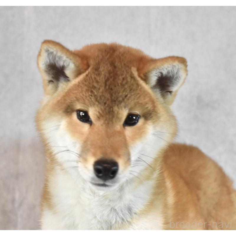 成約済の神奈川県の柴犬-430804の4枚目