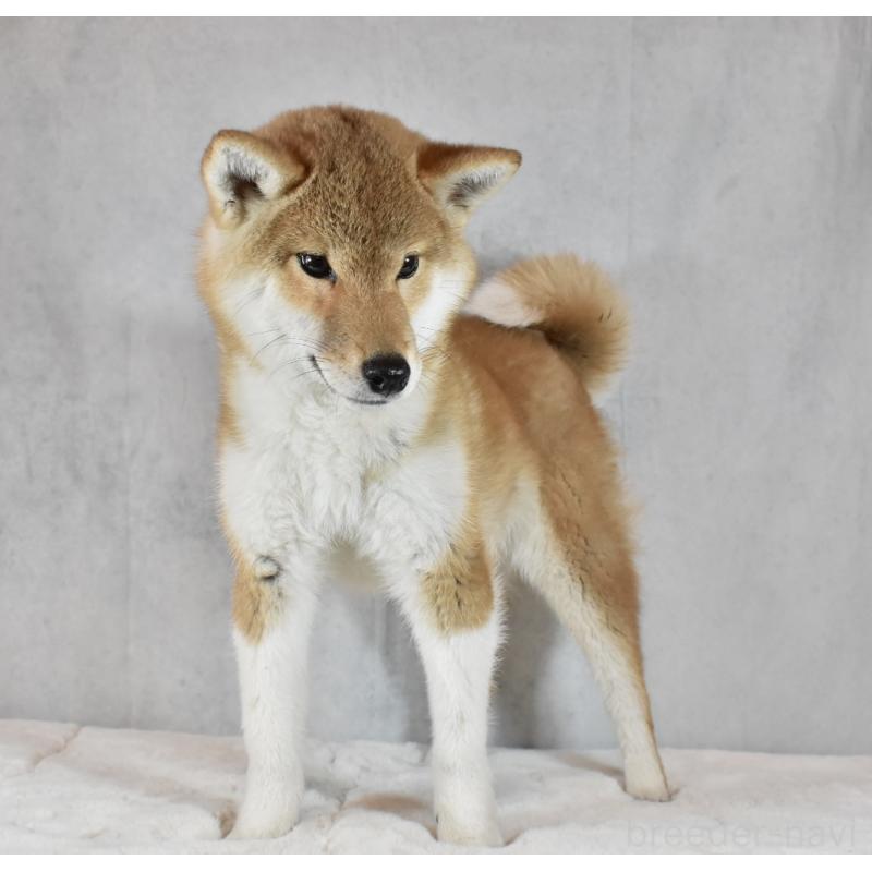 成約済の神奈川県の柴犬-430804の3枚目