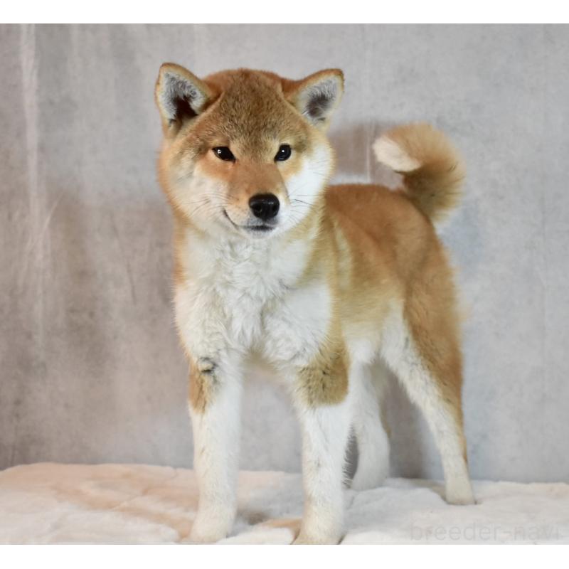 成約済の神奈川県の柴犬-430804の2枚目