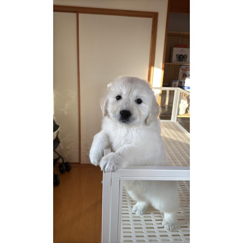 販売中の埼玉県のゴールデンレトリーバー-436019の12枚目