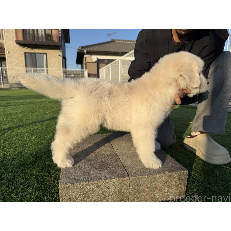 販売中の埼玉県のゴールデンレトリーバー-436019の11枚目