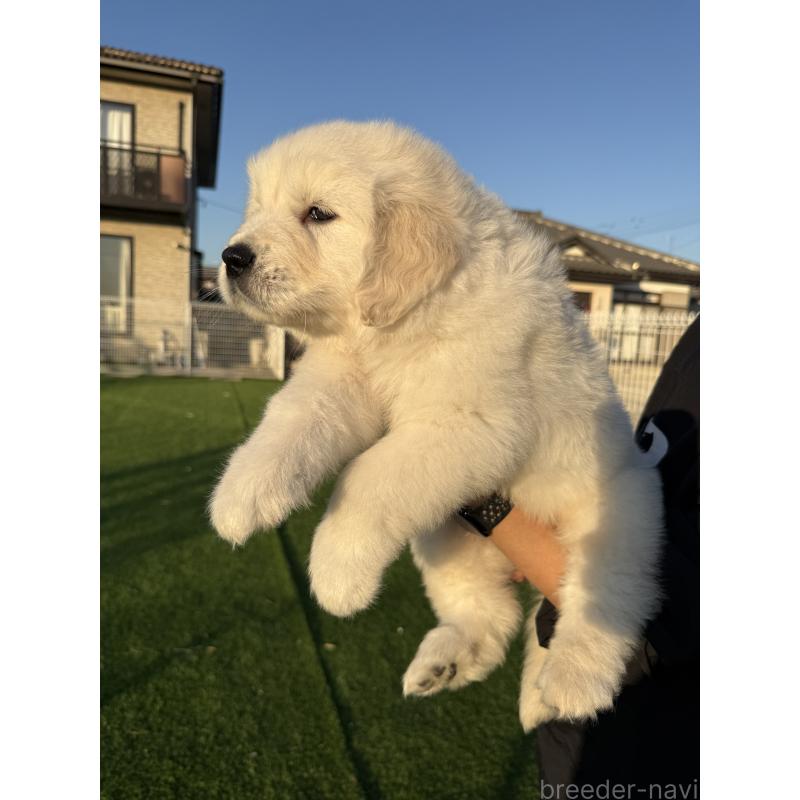 販売中の埼玉県のゴールデンレトリーバー-436019の9枚目