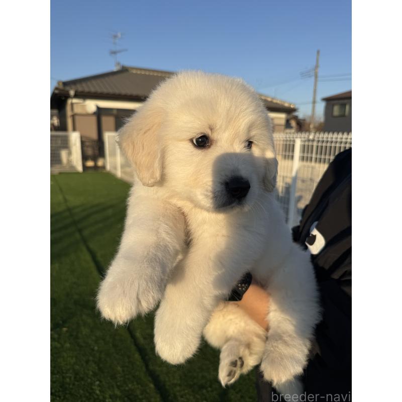 販売中の埼玉県のゴールデンレトリーバー-436019の8枚目