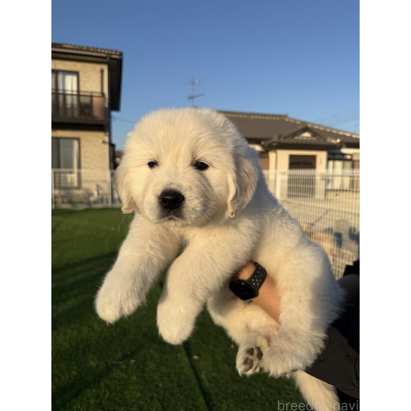 販売中の埼玉県のゴールデンレトリーバー-436019の7枚目