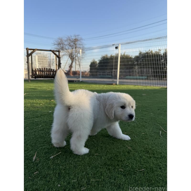 販売中の埼玉県のゴールデンレトリーバー-436019の6枚目