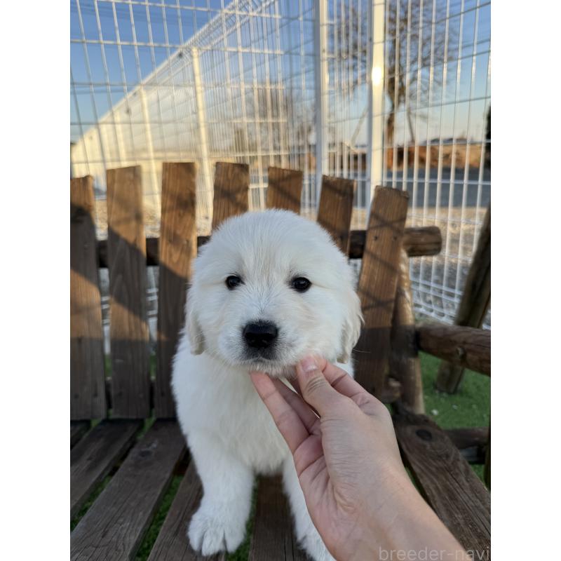 販売中の埼玉県のゴールデンレトリーバー-436019の4枚目